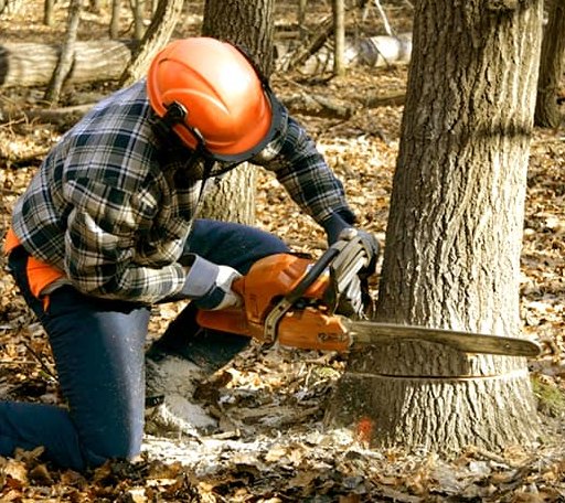Tree Removal in Silver Creek, NE